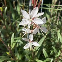 ガウラ,ガーデニング,花のある暮らし,小さな庭の画像