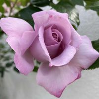 ローズシナクティフ,地植え,我が家のバラ,強香,大好きな薔薇♡の画像