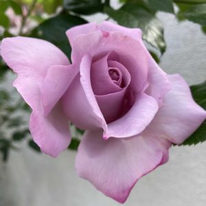 ローズシナクティフ,地植え,我が家のバラ,強香,大好きな薔薇♡の画像