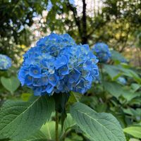 アジサイ,アジサイ,散歩,自然,花散歩の画像