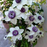 紫陽花 アジサイ あじさい,no green no life,GSに感謝。,ばら バラ 薔薇,玄関アプローチの画像