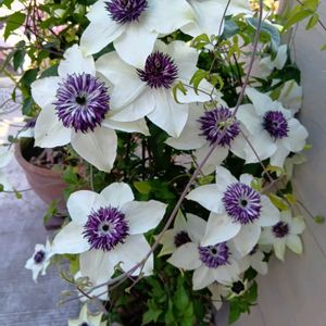 紫陽花 アジサイ あじさい,no green no life,GSに感謝。,ばら バラ 薔薇,玄関アプローチの画像