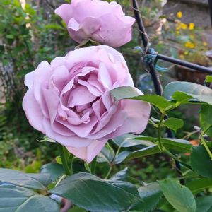 薔薇 しのぶれど,薔薇 ブルーライト,カリブラコア鞠椿,鉢植え,地植えの画像