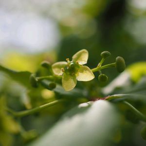 ニシキギ,きれい,花のある暮らし,植中毒,富山支部の画像