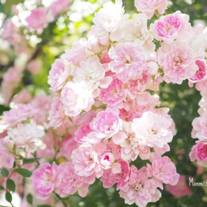 夢乙女,かわいいな♡,植物のある暮らし,植中毒,ばら バラ 薔薇の画像