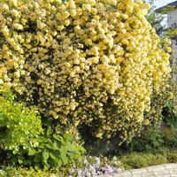 モッコウバラ,モッコウ薔薇,ガーデニング,マイガーデンの画像