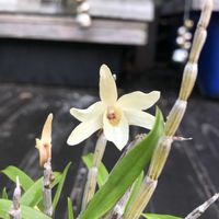 セッコク 朝熊の黄,観葉植物,山野草,野生ラン,着生ランの画像