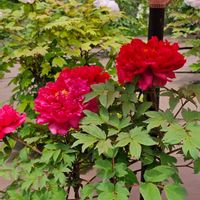 ボタン,牡丹,日曜日は日本を感じる和の花の画像