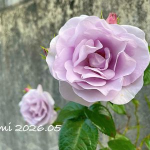 バラ,ブルーバユー,薔薇ブルーバユー,放置栽培,ばら バラ 薔薇の画像