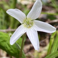カタバミ,コミヤマカタバミ,山野草の画像