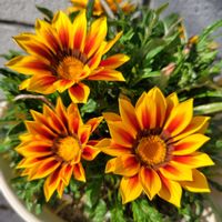 ガザニア,ガザニア,植えっぱなし,雨ざらし,花いろいろの画像