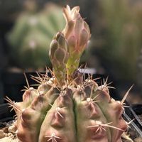 サボテン,ランポー玉,サボテンの花,ギムノカリキウム属,ロビビア属の画像