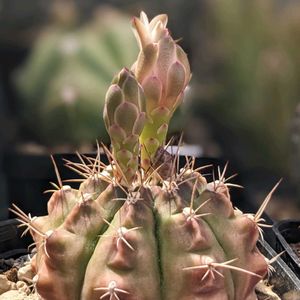 サボテン,ランポー玉,サボテンの花,ギムノカリキウム属,ロビビア属の画像