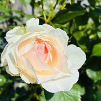 ガウラ,お気に入り♡,いつもありがとう♡,庭づくり,幸せな時間の画像