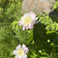 芍薬の画像