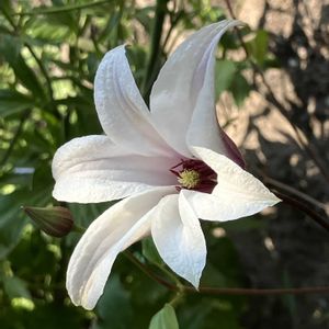 クレマチス,クレマチス・プリンセスケイト,花のある暮らし,緑のある暮らし,多肉植物のある暮らしの画像