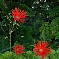 アマリリス,ガーベラ,うどん県人会,うどん県西支部,小さな庭の画像