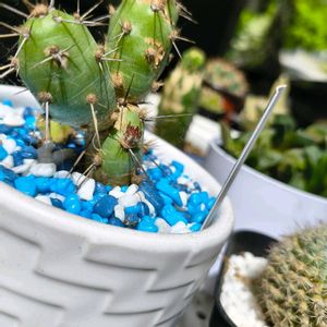 多肉,Opuntia fragilis,多肉植物,かわいい,新芽の画像