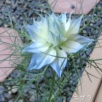 ニゲラ,庭の花,花のある暮らし,小庭,植物大好きの画像
