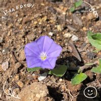 カシワバアジサイ,シロタエギク,ネギ,コンボルブルスブルーカーペット,お花大好き♡の画像
