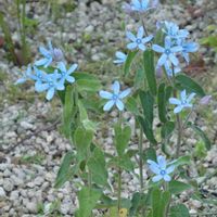 ブルースター,青い花,筑波実験植物園の画像