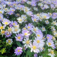 都忘れ,芍薬,キショウブ（黄菖蒲）,花のある暮らし,GSの繋がりに感謝♡の画像