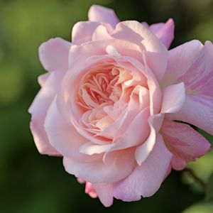 植物のある暮らし,バラのある暮らし,おうち園芸,庭の画像