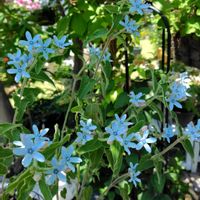 ブルースター,5月の庭,宿根草大好き,青(紫)の花が好き❤︎,ウクライナに平和をの画像