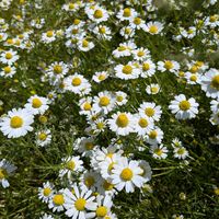 カモミール,花のある暮らし,花いろいろ,お花の癒しの画像