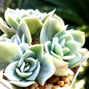 エケベリア パステル,多肉植物,エケベリア属,多肉のある暮らし,植中毒の画像