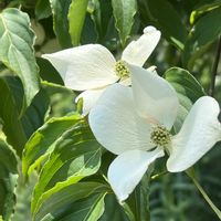 シャクヤク,ヤマボウシ,ヤマボウシ,ヤマボウシ,初夏の花木の画像