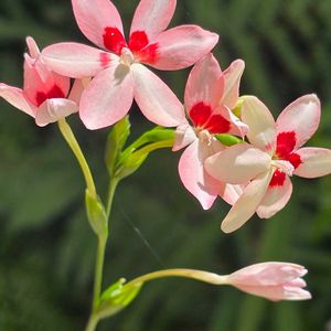 ヒメヒオウギ,散歩,雑草,季節の花,田畑の画像