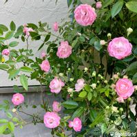バラ,ミニバラ,花壇,家庭菜園奮闘日記,チーム岐阜の画像