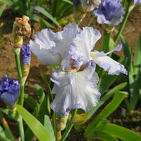 ジャーマンアイリス,アイリス,球根,球根植物,花のある暮らしの画像