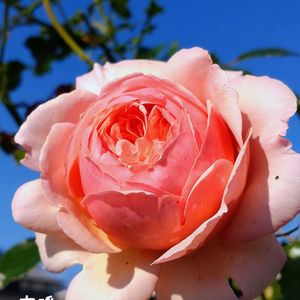 デルフィニウム,ソラナム,群舞,バラ 真宙 まそら,つるバラ 群舞の画像