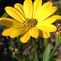 オステオスペルマム,ばら バラ 薔薇,せんだい農業園芸センター,日曜ビタミンカラー♪,ほんわか♥️ほんのりの画像