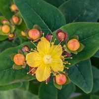 ヒペリカム,可愛い,元気色,花のある暮らし,黄色の花の画像