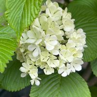 大手毬,ほったらかし,花のある暮らし,みどりのある暮らし,小さな楽しみの画像
