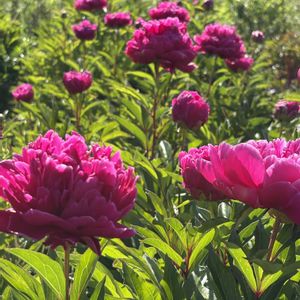 カルミア,シャクヤク,花のある暮らし,緑のある暮らし,チーム長野の画像