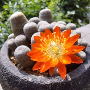 ヘリオーサ,植中毒,植物好き,ベランダの画像