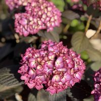 アジサイ,紫陽花 エクリプス,今日の一枚,ガーデ二ングの画像