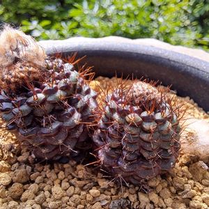 フライレア,植中毒,植物好き,ベランダの画像