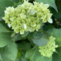 アジサイ,可愛い,ご近所,和む,花のある暮らしの画像