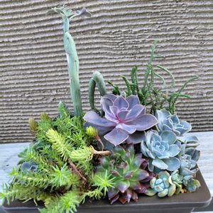 多肉植物,多肉寄せ植え,多肉植物のある暮らし,スマホ撮影,GSアダルトチームの画像