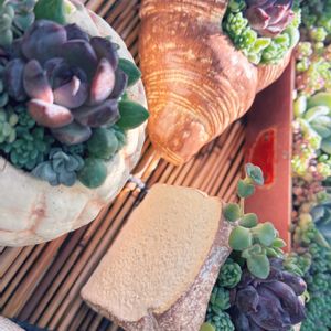 多肉寄せ植えの画像