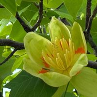 オオデマリ,ユリノキ,自然観察,木の花,お出かけの画像