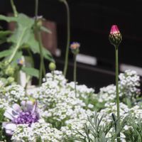 ビジューマム ミルキートパーズ,寄せ植え,青森,花のある暮らし,春のお楽しみの画像