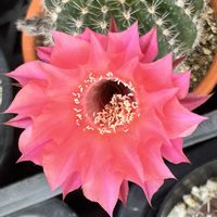サボテン,名前を教えて,名前を教えて,サボテンの花,名前を教えてくださいの画像
