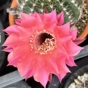 サボテン,名前を教えて,名前を教えて,サボテンの花,名前を教えてくださいの画像