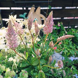 プチロータス,プチロータス ジョーイ,寄せ植え,バルコニーガーデニング,5月の画像